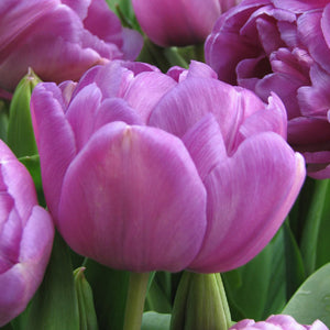 Blue Wow Collector Series Tulip