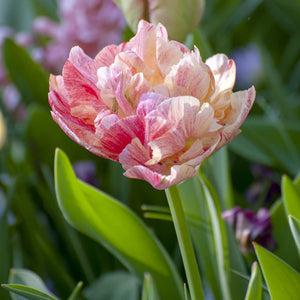 Pep Talk Double Late Tulip