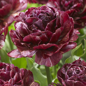 Night Watch Collector Series Tulip
