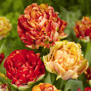 Double Gudoshnik Double Late Tulip