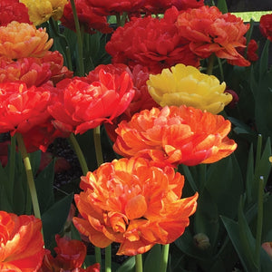 Premium AI Image  Tulip's Whisper A Single Petal of Spring Vibrant and  Velvety