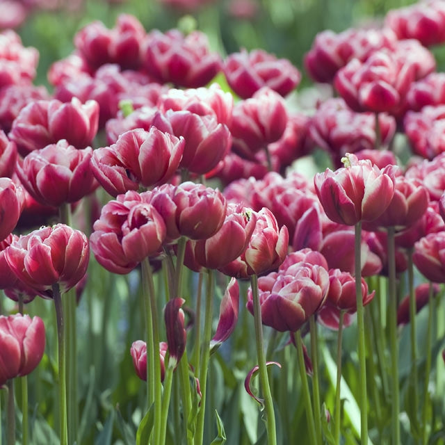 Drumline Collector Series Tulip - Botanus