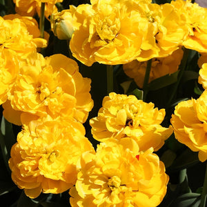 Yellow Pomponette Double Late Tulip
