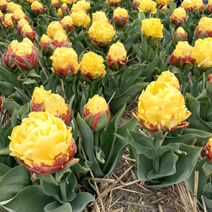Ice Cream Banana Collector Series Tulip