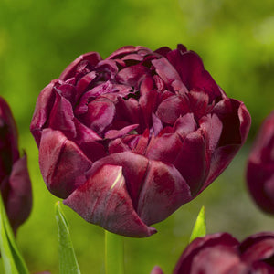 Cranberry Kiss Double Late Tulip