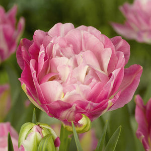 Sweet Desire Double Late Tulip