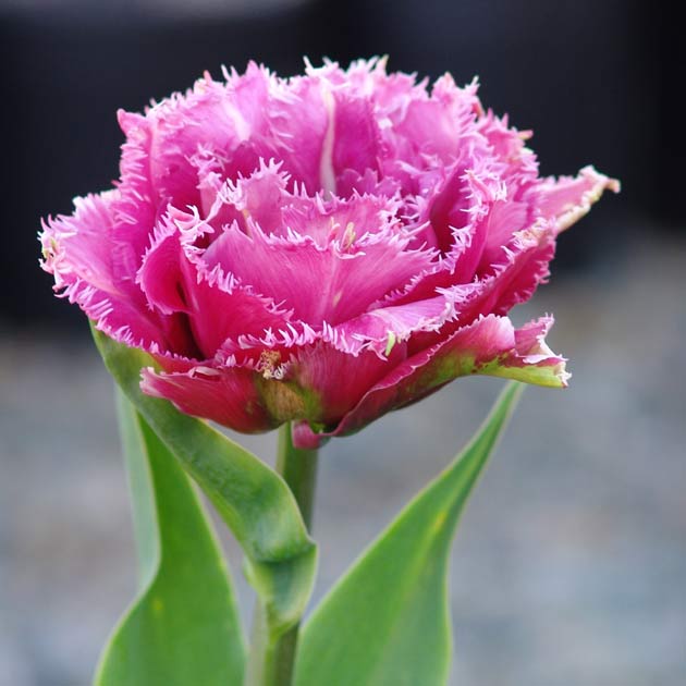 Mascotte Fringed Tulip Botanus