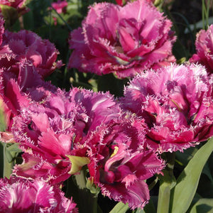 Mascotte Fringed Tulip