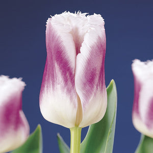 Siesta Fringed Tulip
