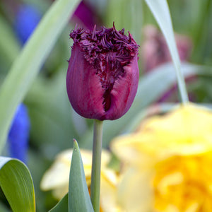 Labrador Fringed Tulip