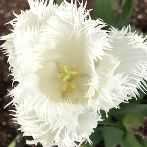 North Pole Fringed Tulip