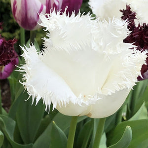 North Pole Fringed Tulip