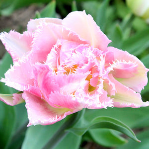 Crispion Sweet Collector Series Tulip