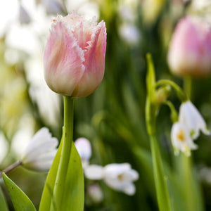 Queensland Fringed Tulip