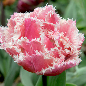 Queensland Fringed Tulip