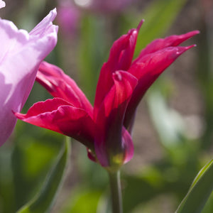 Doll's Minuet Viridiflora Tulip