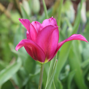 Purple Doll Viridiflora Tulip