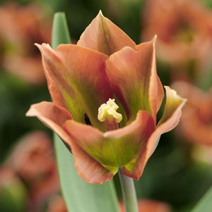 Artist Viridiflora Tulip