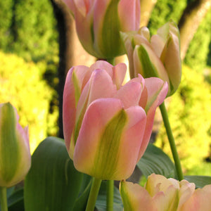 Greenland Viridiflora Tulip