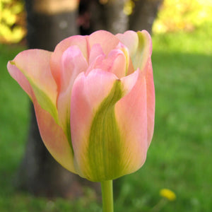 Greenland Viridiflora Tulip