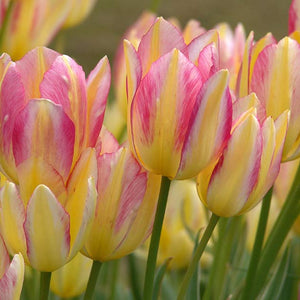 Antoinette Multiflowering Tulip