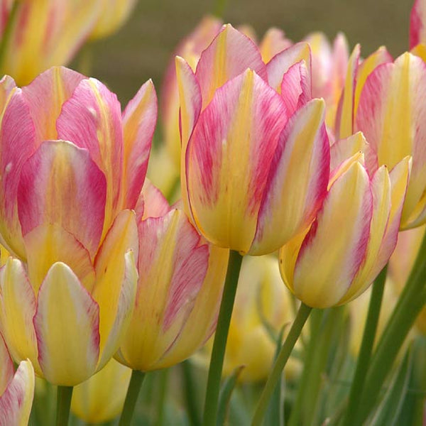 Antoinette Multiflowering Tulip - Botanus