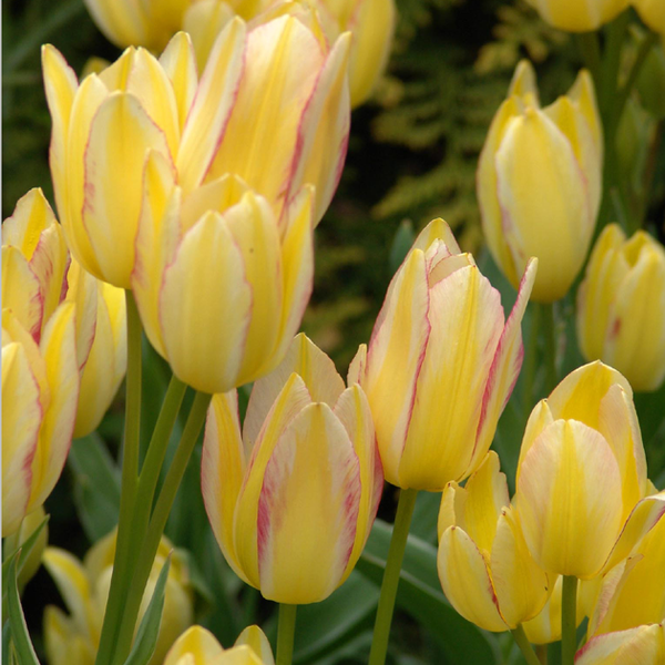 Antoinette Multiflowering Tulip - Botanus