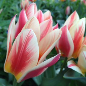Quebec Mulitflowering Tulip