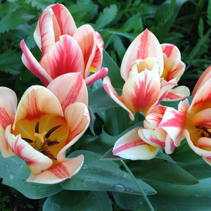 Quebec Mulitflowering Tulip