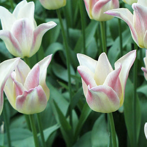 Elegant Lady Lily-flowered Tulip