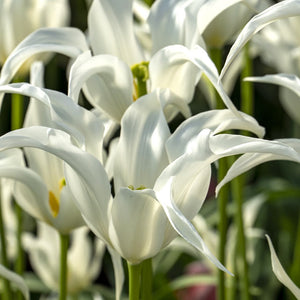 Tres Chic Lily-flowered Tulip