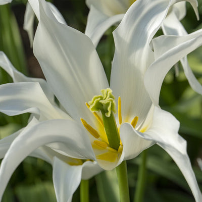 Lily-flowered