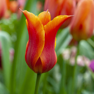 Dutch Dancer Lily-flowered Tulip