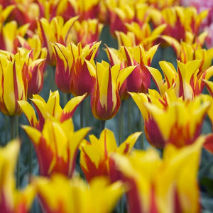 Fire Wings Lily-flowered Tulip