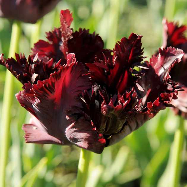 Black Parrot Tulip - Botanus