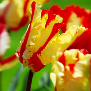Flaming Parrot Tulip