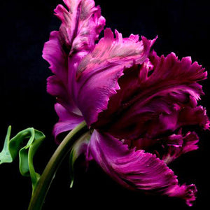 Secret Parrot Tulip