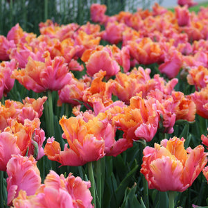 Amazing Parrot Tulip