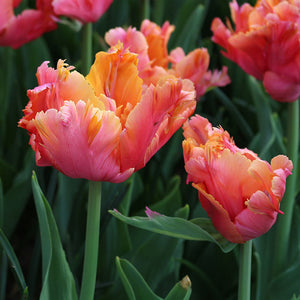 Amazing Parrot Tulip