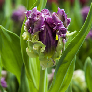Mysterious Parrot Tulip