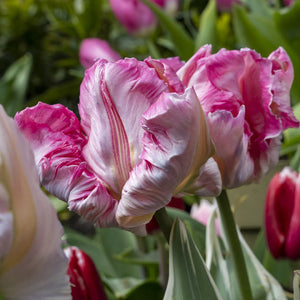 Silver Parrot Tulip