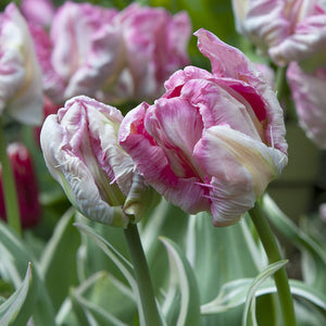 Silver Parrot Tulip