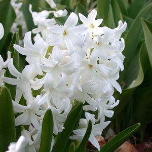 Carnegie Regular Hyacinth