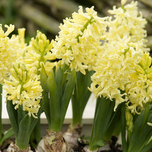 City of Haarlem Regular Hyacinth