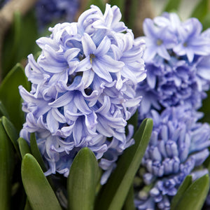 Delft Blue Regular Hyacinth