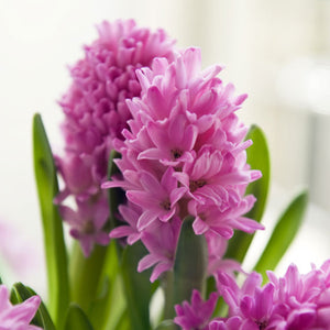 Pink Pearl Regular Hyacinth