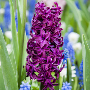 Woodstock Regular Hyacinth