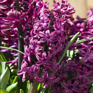 Woodstock Regular Hyacinth