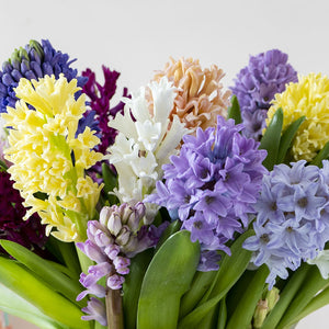 Happy Hyacinth Mix