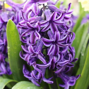 Rembrandt Regular Hyacinth